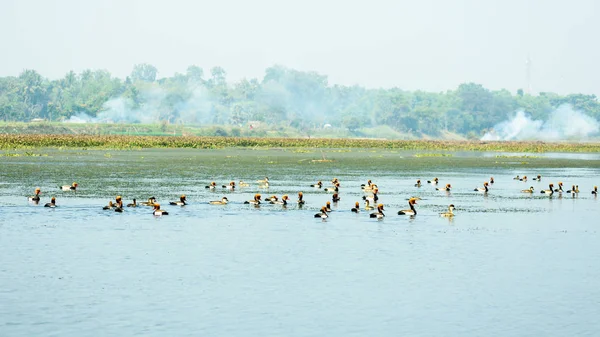Birds dying of water pollution. Red crested pochard migratory birds fly around Yamuna River on morning of heavy air pollution spreading in air in city and surrounding areas.