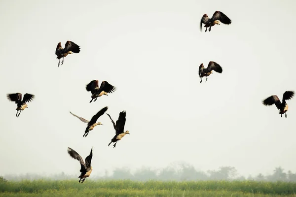 Sigue al líder. Una bandada de cormoranes indios en movimiento volando sobre el lago. Sea Birds Flying in Nature. Migración de aves. Concepto de libertad. Santuario de aves Vedantangal, Tamil Nadu, India . — Foto de Stock