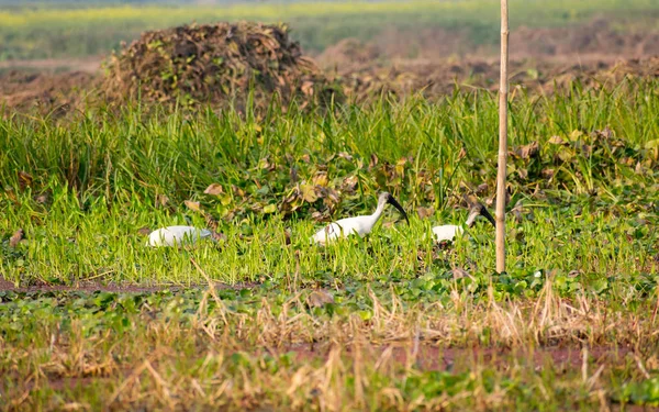 Rebanho de Little Egret (Egretta garzetta) Pequena garça branca de neve avistada no Parque Nacional do Vale do Neora West Bengal Índia. Espécie de garça da família Ardeidae comum em rios e estuários . — Fotografia de Stock