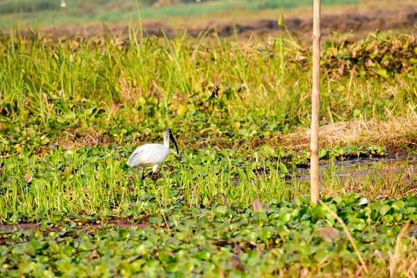 Rebanho de Little Egret (Egretta garzetta) Pequena garça branca de neve avistada no Parque Nacional do Vale do Neora West Bengal Índia. Espécie de garça da família Ardeidae comum em rios e estuários . — Fotografia de Stock