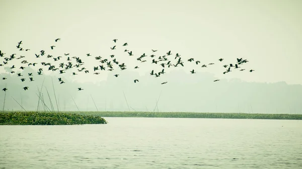 Um bando de pássaros Shag Cormorant voando sobre o lago no inverno. As aves aquáticas migratórias voam em seu caminho de volta para seus locais de nidificação, o dia prestes a terminar em Evening. Rudrasagar Lago Neermahal Agartala Tripura — Fotografia de Stock