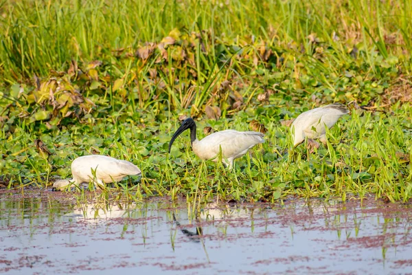 Seidenreiher (egretta garzetta) ein kleiner schneeweißer Reiher mit schlankem, dunklem Schnabel, schwärzlichen Beinen, langem, weichem Kopf. eine in Feuchtgebieten, Seen, Flüssen und an Flussmündungen verbreitete Art der Reiherfamilie. — Stockfoto