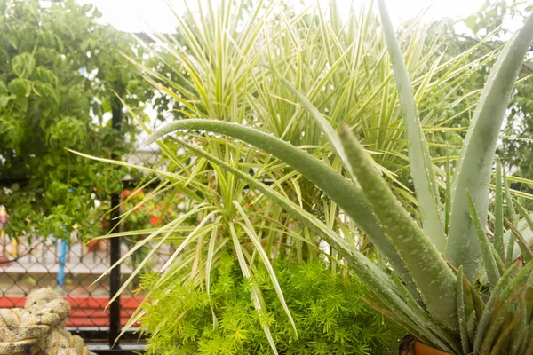Plante panachée agave (Agave tequilana) avec de l'eau sur les feuilles après les précipitations. Saupoudrer de bruine une pluie de gouttes de pluie sur les feuilles de l'arbre. La pluie goutte l'eau de pluie. Météo humide arrière-plan — Photo