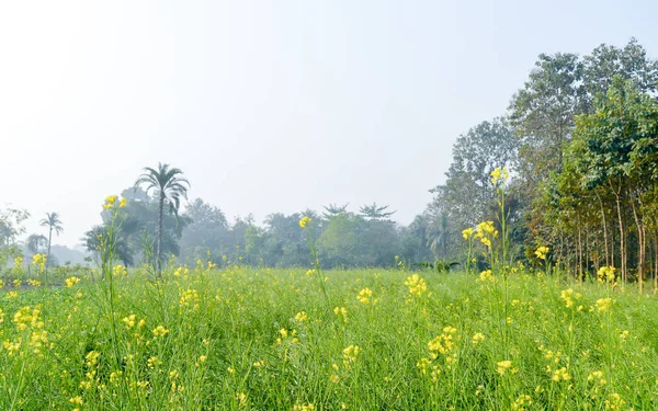 Campo de canola verde amarillo y árbol en un paisaje agrícola pintoresco en Bengala rural, noreste de la India. Un paisaje natural típico con un campo agrícola en la India rural que representa la vida rural simple — Foto de Stock