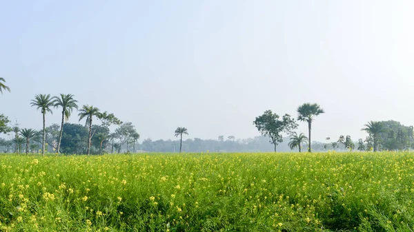 Grün-gelbes Rapsfeld und -baum in einer landschaftlich reizvollen Agrarlandschaft im ländlichen Bengal, Nordostindien. eine typische Naturkulisse mit einem landwirtschaftlichen Feld im ländlichen Indien, das das einfache Landleben darstellt — Stockfoto