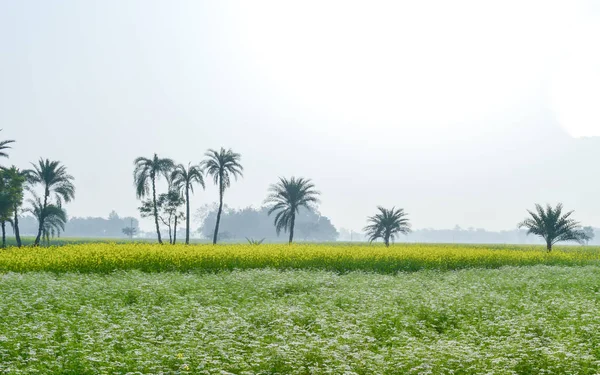 Grüne Felder und Bäume in einer landschaftlich reizvollen Agrarlandschaft im ländlichen Bengal, Nordostindien. eine typische Naturkulisse mit einem landwirtschaftlichen Feld im ländlichen Indien, das das einfache Landleben darstellt. — Stockfoto