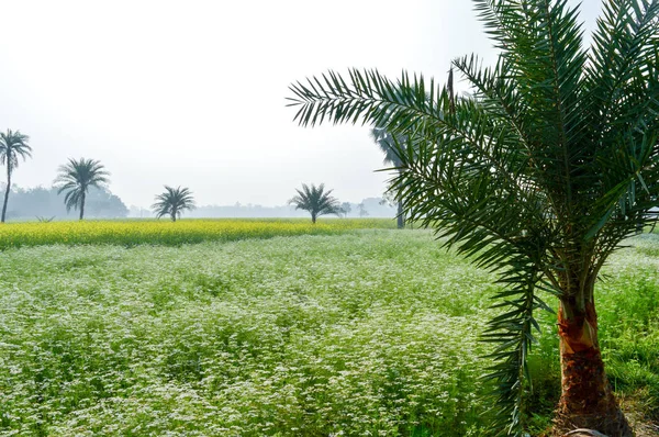 Green fields and trees in a scenic agricultural landscape in rural Bengal, North East India. A typical natural scenery with an agricultural field in the rural India depicting simple rural life.