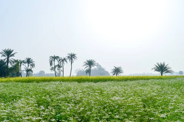 Green fields and trees in a scenic agricultural landscape in rural Bengal, North East India. A typical natural scenery with an agricultural field in the rural India depicting simple rural life.