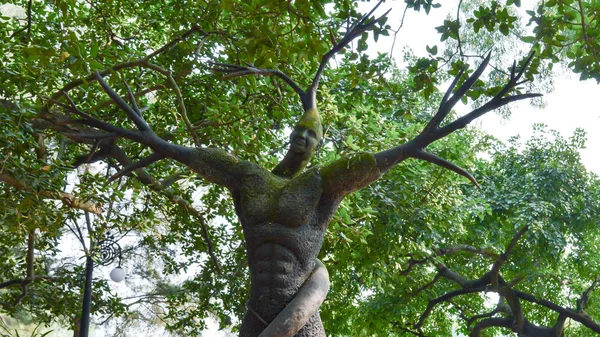 Ein Vor- oder Hinterhof Garten topiary Formen und topiary Kunst und Handwerk. eine große Baumpflanze in Form einer abstrakten Darstellung der Jesusfigur. Nahaufnahme. eine schöne Kunst- und Handwerkskunst. — Stockfoto