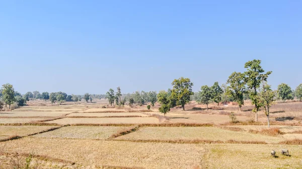 Spalanie upraw w Madhya Pradesh na upalne gorąco kwietnia po południu. Sucha ziemia przedstawiająca suszę. Typowa naturalna sceneria krajobrazu z polem rolniczym na wsi w Indiach w gorącym letnim dniu. — Zdjęcie stockowe