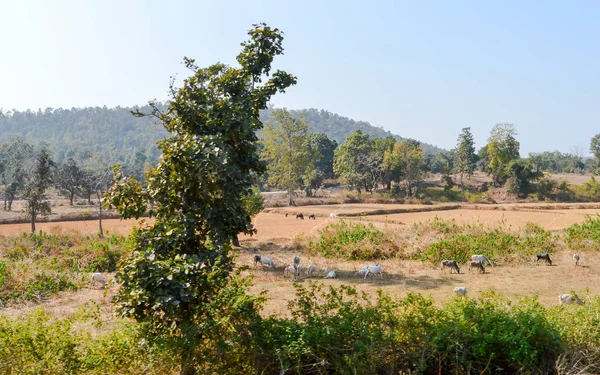 Landschaft von chhota nagpur semi ariden Plateau, der indo gangetischen Ebene im östlichen chhattisgarh von Indien. Es umfasst auch das Gebiet des Bundesstaates Jharkhand sowie Teile von Odisha, West Bengal, Bihar. — Stockfoto