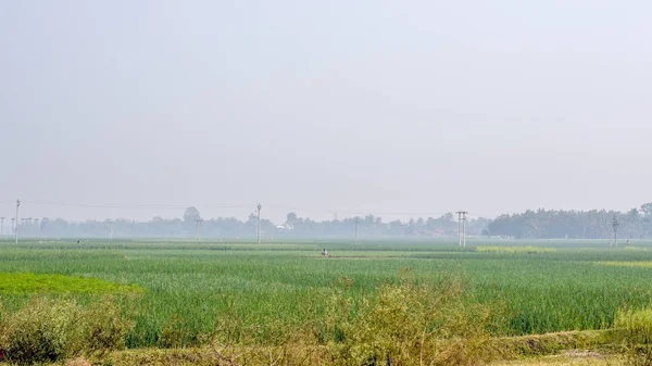 Saftig grünes Reisfeld, bereit für die Ernte zur Frühlingszeit. eine landschaftlich reizvolle Naturlandschaft mit landwirtschaftlichem Feld in West Bengal, Nordostindien, die das einfache Landleben darstellt. — Stockfoto