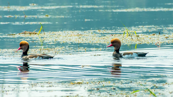Красная хохлатая утка-ныряльщик (Netta rufina) плавает в болотах. Водные птицы найдены в Лагуна-Мадре, Техас, Мексика, залив Апалачи, Фла, Чанделерские острова, полуостров Юкатан, Атлантическая коа

