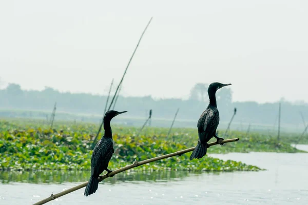 Два похожих размера маленький баклан индийский мохнатый (Phalacrocorax fuscicollis) замечены во внутренних водно-болотных угодьях. Это черная утка-водоплавающая птица с голубыми зелеными глазами, округлой головой и длинным стройным клювом. . — стоковое фото