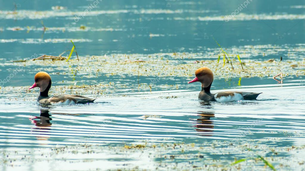 Red crested pochard diving duck bird (Netta rufina) swimming in wetland. The Water birds found in Laguna Madre of Texas, Mexico, Apalachee Bay, Fla, Chandeleur Islands, Yucatan Peninsula, Atlantic coa