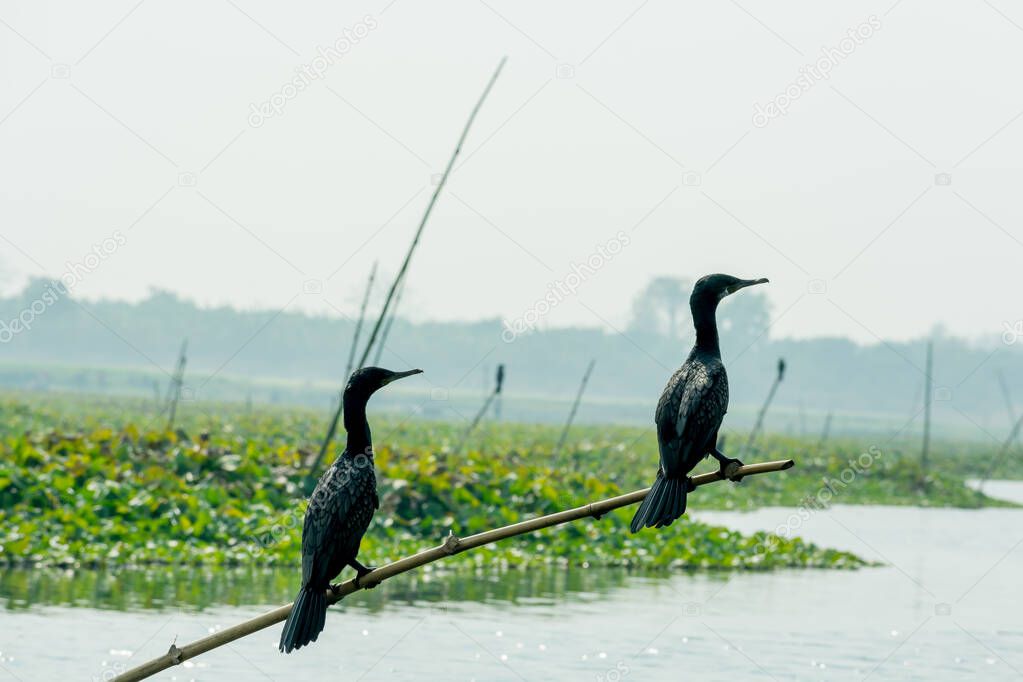 Two similar size little cormorant Indian shag (Phalacrocorax fuscicollis) spotted in inland water wetland. It is black ducklike waterbird with blue green eyes, rounded head and long slender bill.