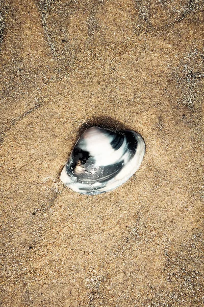 Flache Austernmuschel auf dem nassen Sand an einem tropischen Strand, der bei Ebbe gesichtet wird. Hintergrundfotografie. Kopierraum für Text. — Stockfoto