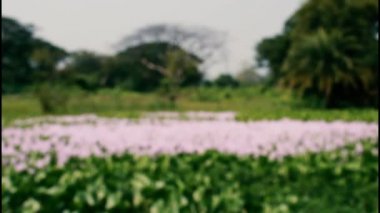 Güzel gölet bitkileri Su sümbülü (Eichhornia crassipes) Gölette çiçek örtüsü.