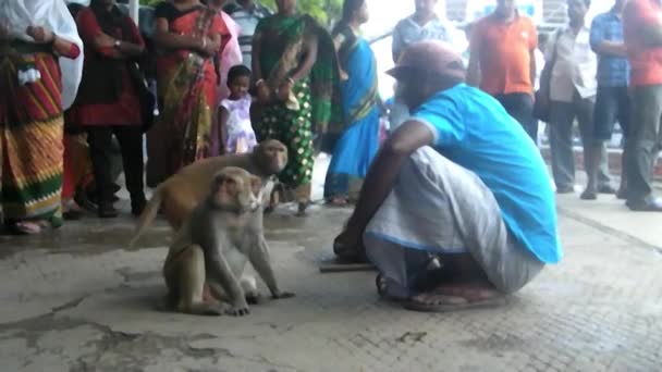 Kolkata Mai 2019 Joueur Singe Avec Ses Animaux Compagnie Montrant — Video