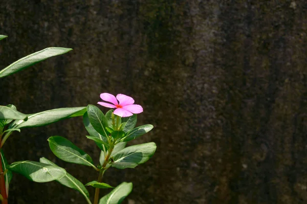 Rosa Día Real Lirio Fondo Flor Imágenes Color Rosa Flor — Foto de Stock