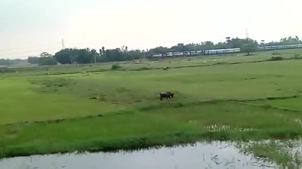 Looking Window Train Window View Local Train Passing Video Railway — Stock Video