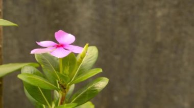 Pembe Periwinkle çiçeği (Vinca Catharanthus roseus) veya Çöl Gülü ve Mandevilla sarmaşığı, taş duvara karşı yumuşak güneş ışığında sürünen şifalı bir çiçek bitkisi. Doğal bahar bulanık bokeh arkaplanı