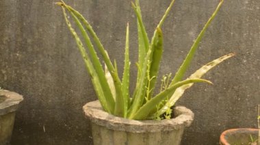 Ev bitkisi yumrusu. Kirli, izole edilmiş arka plan videosuna karşı yeşil yapraklı ev bitkisi aloe Vera Bitkisi. Tasarım elemanı. Metin için boşluk kopyala.