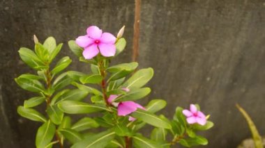 Pembe Periwinkle çiçeği (Vinca Catharanthus roseus) veya Çöl Gülü ve Mandevilla sarmaşığı, taş duvara karşı yumuşak güneş ışığında sürünen şifalı bir çiçek bitkisi. Doğal bahar bulanık bokeh arkaplanı