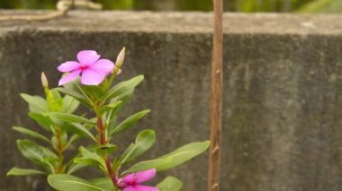 Pembe Periwinkle çiçeği (Vinca Catharanthus roseus) veya Çöl Gülü ve Mandevilla sarmaşığı, taş duvara karşı yumuşak güneş ışığında sürünen şifalı bir çiçek bitkisi. Doğal bahar bulanık bokeh arkaplanı