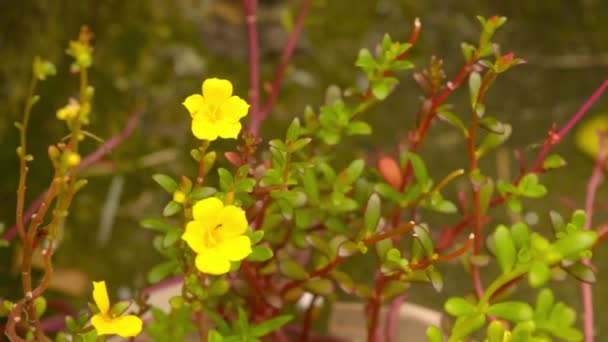 在阳光灿烂的日子里 黄色的小花在柔和的阳光下迎风飘扬 落在屋顶花园的青苔斑斑的屋顶墙上 自然花春天模糊的背景 — 图库视频影像