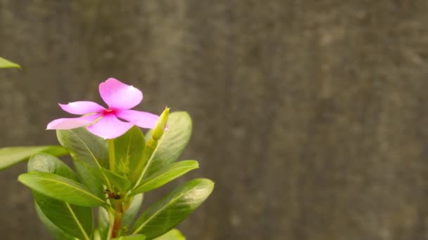 Pink Periwinkle Flower Vinca Catharanthus Roseus Desert Rose Mandevilla Vine — Vídeos de Stock