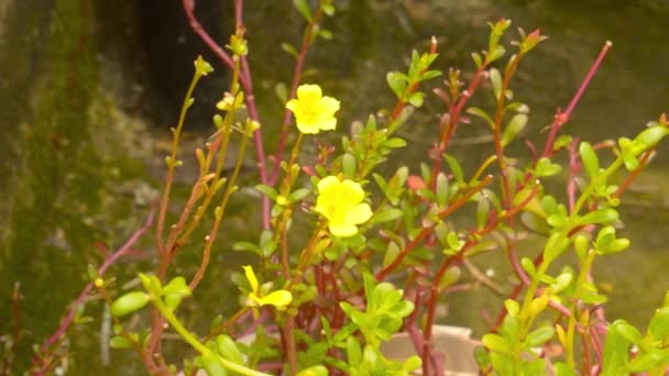 苔むした屋根の壁に対して屋根の上の庭に晴れた日に柔らかい日差しの中で風に吹いて小さな黄色の春の花 天然の花春ぼんやりボケ — ストック動画