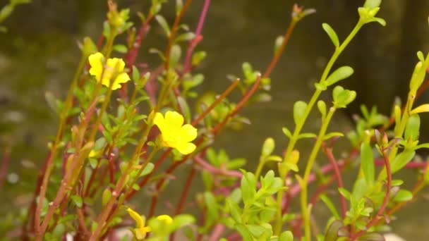 Małe Żółte Wiosenne Kwiaty Wiejące Wietrze Miękkim Słońcu Słoneczny Dzień — Wideo stockowe