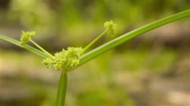 Bermuda otları, durva otları, Poaceae 'nin Bahama otları veya Gramineae ailesi olarak da bilinen Hint Scutch çim çekirdekleri (Cynodon dactylon) gün ışığında rüzgarda savruluyor..