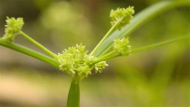 Bermuda otları, durva otları, Poaceae 'nin Bahama otları veya Gramineae ailesi olarak da bilinen Hint Scutch çim çekirdekleri (Cynodon dactylon) gün ışığında rüzgarda savruluyor..