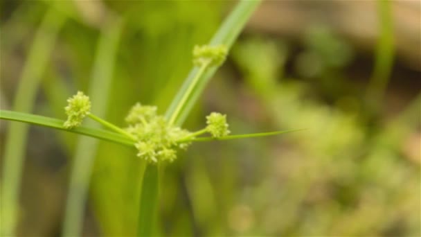 Indian Scutch Gras Bloempitten Cynodon Dactylon Bekend Als Bermuda Gras — Stockvideo