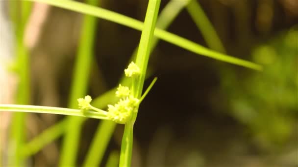 バミューダ草 デュルバ草 ポエア科のバハマ草 太陽の光の下で風に吹かれるグラミネア科として知られるインドのブナの花の種 Cynodon Dactylon — ストック動画