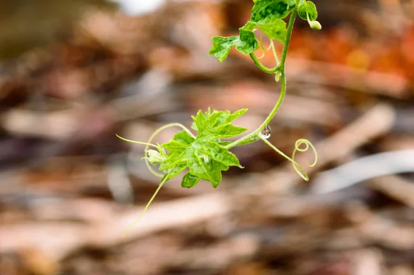 stock image Raindrops on leaf. Raindrop on leaves images. Beautiful rainy season, water drop on green leaf, small flower plant, nature background.