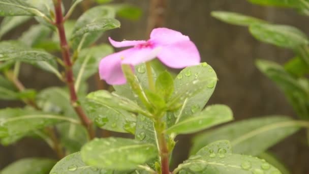 Fallande Regnvatten Droppar Smã Periwinkle Blomma Regndroppe Lämnar Videofilmer Med — Stockvideo