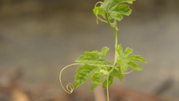 秋緑の植物の葉に雨の水が落ちる 雨の音でビデオ映像を残し上の降雨 美しい雨季には 小さな花の植物 自然背景 閉めろ 前景に焦点を当てる — ストック動画