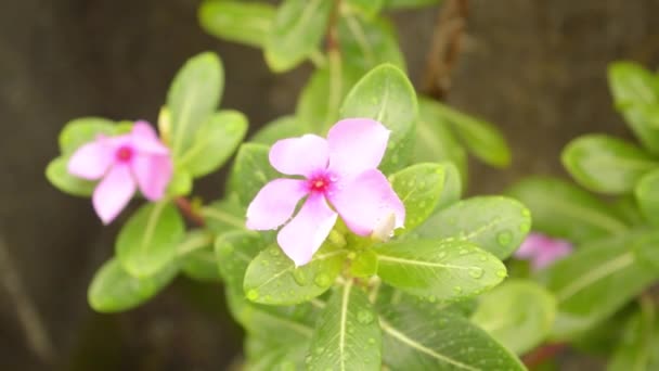 Fallande Regnvatten Droppar Smã Periwinkle Blomma Regndroppe Lämnar Videofilmer Med — Stockvideo