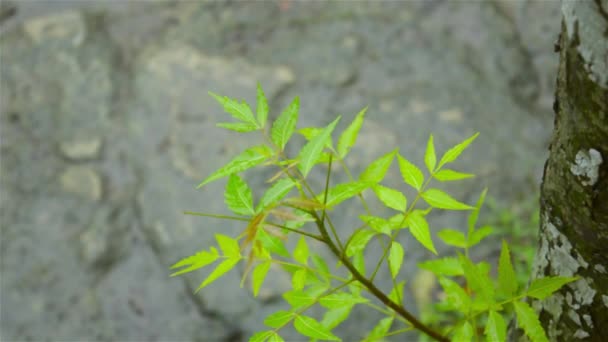 Spadający Monsun Krople Wody Deszczowej Liście Roślin Zielonego Neemu Raindrop — Wideo stockowe