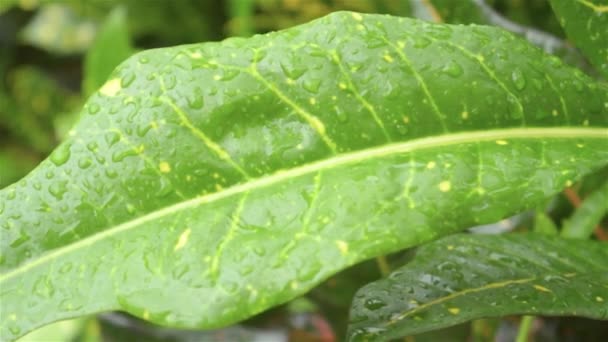 Regn Faller Ett Löv Fallande Monsun Regnvatten Droppar Gröna Växtlöv — Stockvideo