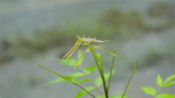 Falling Monsoon Esővíz Cseppek Zöld Neem Növény Levél Esőcsepp Videofelvételeket — Stock videók