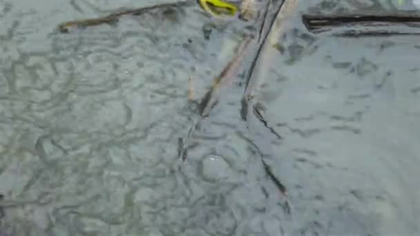 Monzón Agua Lluvia Que Fluye Suelo Agua Lluvia Cayendo Fluyendo — Vídeo de stock