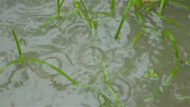 モンスーン水伐採農業地帯に広がる緑の草の葉に降る雨 閉めろ 地上のビデオ映像に降りかかる大雨 雨の秋の効果音 雨の音 美しい雨季には 自然の背景 閉じろ — ストック動画