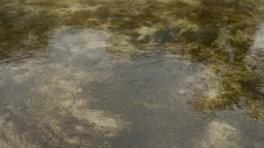 Muson yağmurları yere düşüyor. Beton çatı yüzeyine düşen Hafif Şiddetli Yağmur Damlaları video görüntüleri. Yağmur sesi efekti. Yağmur sesi. Yağmur mevsimi, doğa geçmişi. Kapat..