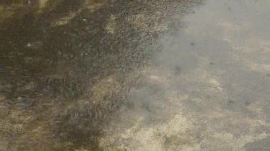 Muson yağmurları yere düşüyor. Beton çatı yüzeyine düşen Hafif Şiddetli Yağmur Damlaları video görüntüleri. Yağmur sesi efekti. Yağmur sesi. Yağmur mevsimi, doğa geçmişi. Kapat..