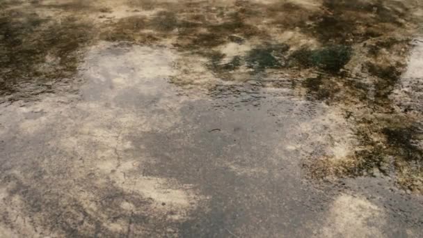 Monsunregen Fällt Auf Den Boden Leichte Regentropfen Fallen Auf Betondächer — Stockvideo