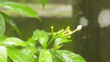 White Crape Jasmine Çiçeği 'ne yağmur yağıyor. Yaz musonu yağmur videosu. Yağmur damlası etkisi. Doğa Yağmurlu Mevsim Arkaplanı. Önplana seçici odaklanma. Kapatın. Boşluğu kopyala.